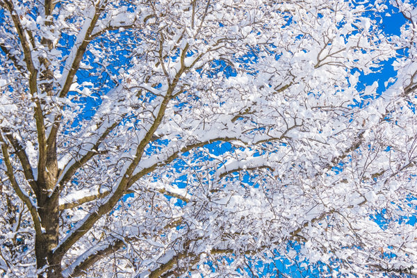 Foto Decorar Naturaleza Ramas Nieve Y Azul