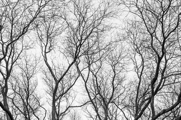 Foto Decorar Naturaleza Ramas Penumbra