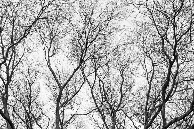 Foto Decorar Naturaleza Ramas Penumbra