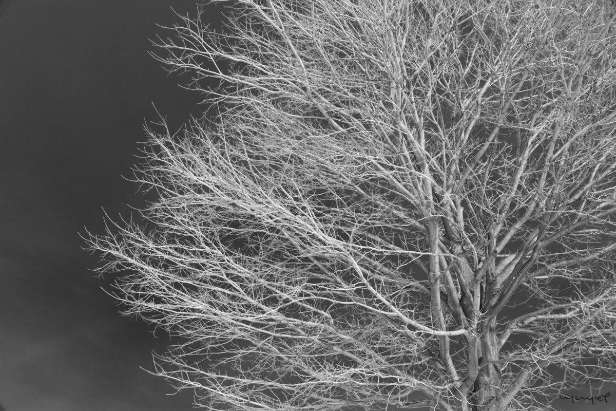 Foto para decorar de Naturaleza, Ramas Radiografia Chicago – maite ibarrola
