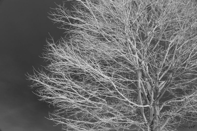 Foto Decorar Naturaleza Ramas Radiografia Chicago