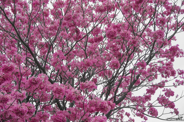 Foto Decorar Naturaleza Rumbo Algodones