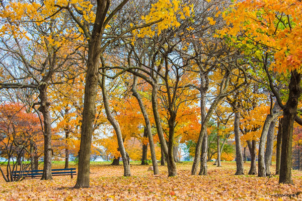 Foto Decorar Naturaleza Tapete Hojas Otono Chicago