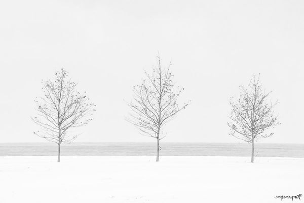 Foto Decorar Naturaleza Trio Arboles Chicago