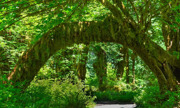 Foto Decorar Naturaleza Tronco En U