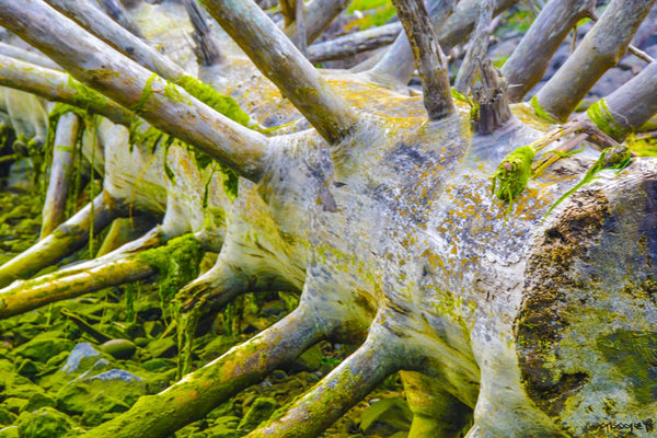 Foto Decorar Naturaleza Tronco Seattle 2