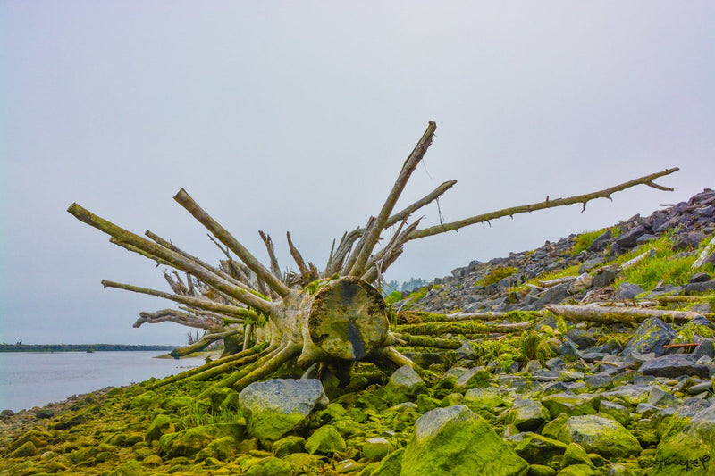 Foto Decorar Naturaleza Tronco Seattle