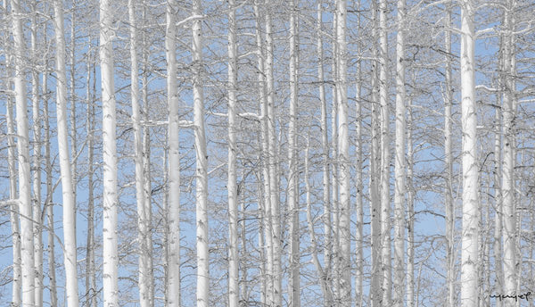 Foto Decorar Naturaleza Troncos Azules Vail