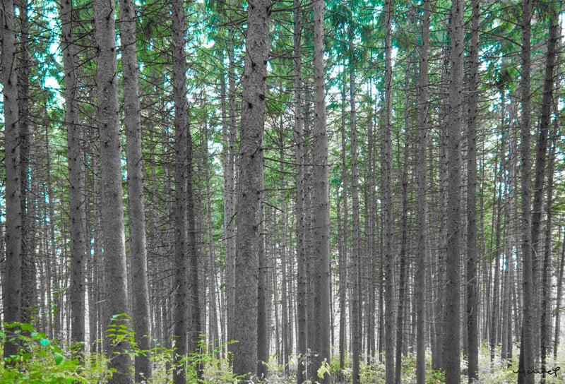 Foto Decorar Naturaleza Troncos Chicago
