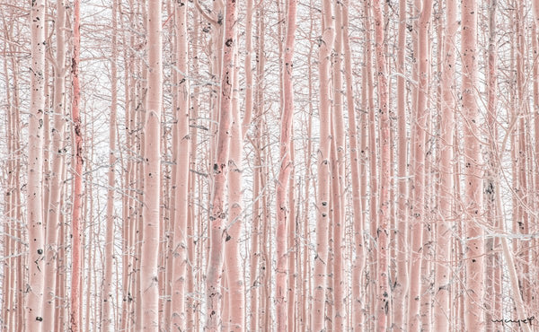 Foto Decorar Naturaleza Troncos Colorados