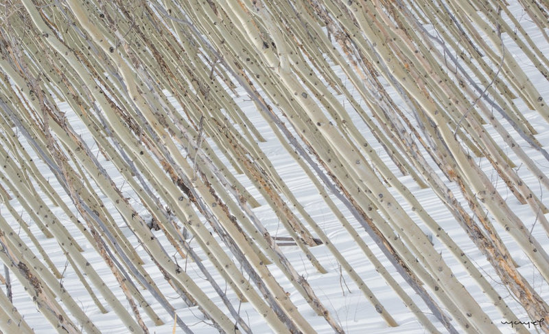 Foto Decorar Naturaleza Troncos Diagonal