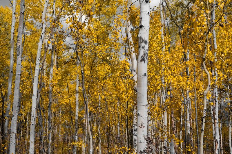 Foto Decorar Naturaleza Troncos Efecto Colorado 3