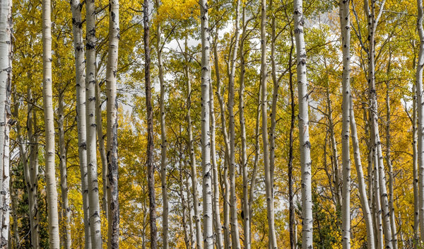 Foto Decorar Naturaleza Troncos Efecto Colorado 4