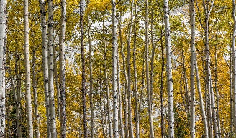 Foto Decorar Naturaleza Troncos Efecto Colorado 4