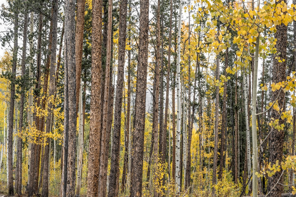 Foto Decorar Naturaleza Troncos Efecto Colorado 5