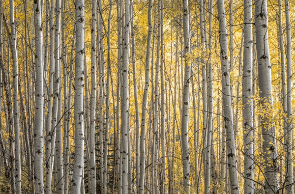 Foto Decorar Naturaleza Troncos Efecto Colorado