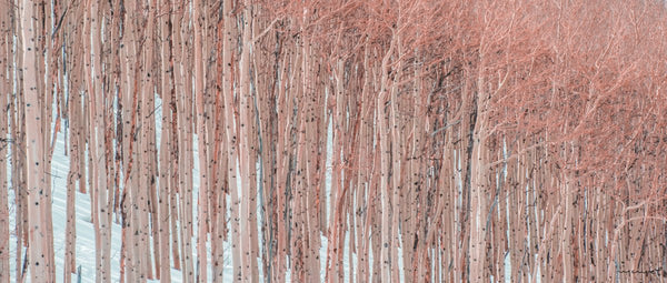 Foto Decorar Naturaleza Troncos Medias Vail