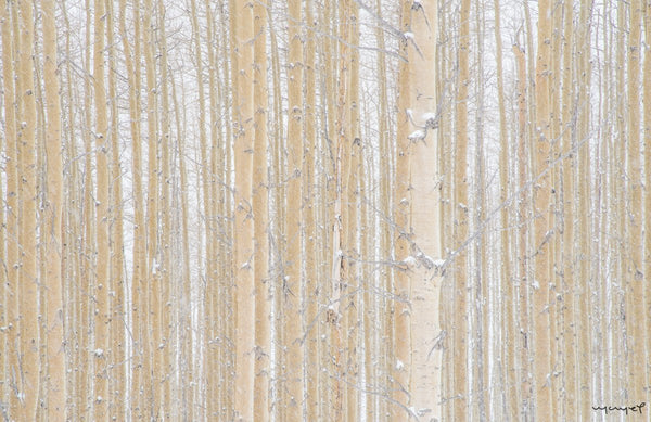 Foto Decorar Naturaleza Troncos Nieve Colorado