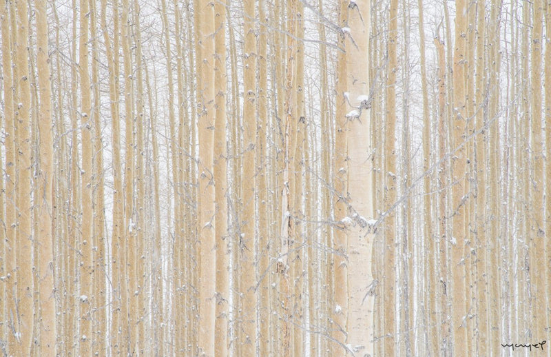 Foto Decorar Naturaleza Troncos Nieve Colorado