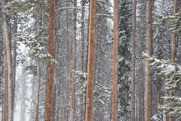 Foto Decorar Naturaleza Troncos Nieve Verde Colorado 2