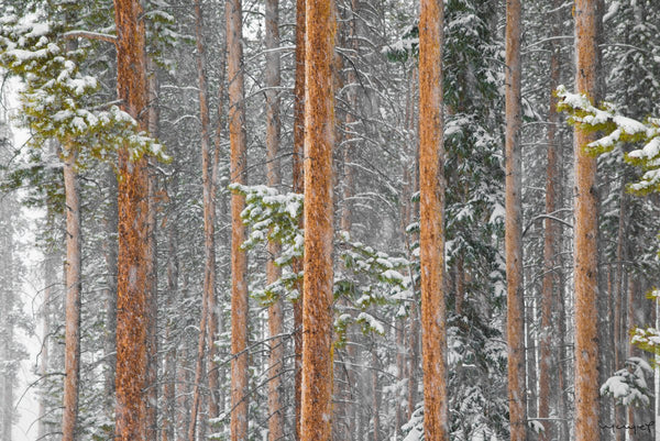 Foto Decorar Naturaleza Troncos Nieve Verde Colorado